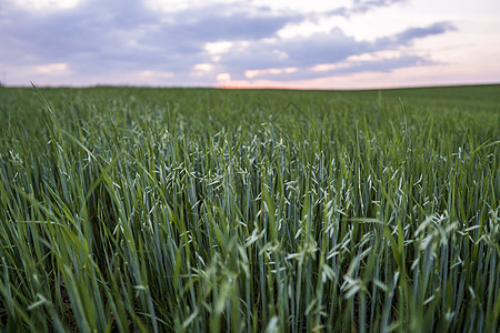 绿色燕麦耳朵 晚上在黄昏的天空中田里种植小麦农业自然产品文化食物植物生长饲料核心培育粮食稻草植物学图片