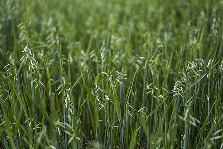 特写在领域生长的麦子的一个绿色燕麦耳朵 农业 自然产物粮食玉米植物场地小麦核心麦田农场食物收成图片