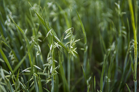 特写在领域生长的麦子的一个绿色燕麦耳朵 农业 自然产物玉米场地稻草天空粮食植物群文化植物食物植物学图片