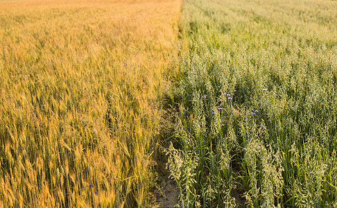 阳光明媚的白天 田里种植绿燕麦和黄麦 农业 自然产品食物玉米植物学生长饲料耳朵植物群农场谷物培育图片