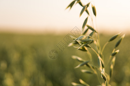 在阳光明媚的白天 在田地种植小麦时 紧贴绿燕麦耳朵 农业 自然产品玉米粮食稻草收成植物谷物饲料生长天空种子图片