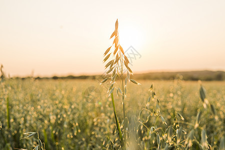 在阳光明媚的白天 在田地种植小麦时 紧贴绿燕麦耳朵 农业 自然产品玉米种子场地粮食稻草培育植物谷物收成食物图片
