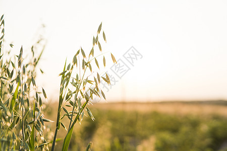 在阳光明媚的白天 在田地种植小麦时 紧贴绿燕麦耳朵 农业 自然产品场地文化生长粮食培育核心种子食物收成植物群图片