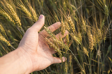 日落时分 男人的手在田野上触摸拿着庄稼的特写镜头 年轻的绿色麦穗 特写在一个美丽的领域 成熟的耳朵小麦 农业 天然产物考试植物农图片