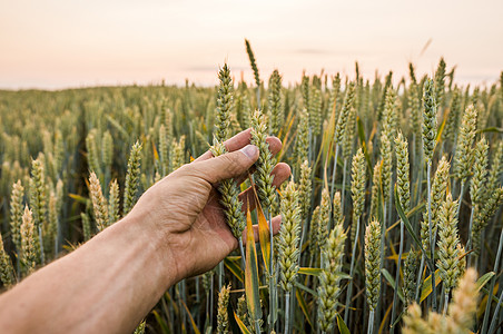 日落时分 男人的手在田野上触摸拿着庄稼的特写镜头 年轻的绿色麦穗 特写在一个美丽的领域 成熟的耳朵小麦 农业 天然产物农学家面包图片