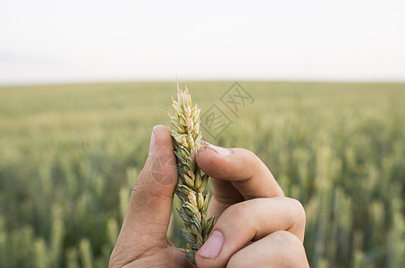 日落时分 男人的手在田野上触摸拿着庄稼的特写镜头 年轻的绿色麦穗 特写在一个美丽的领域 成熟的耳朵小麦 农业 天然产物农村农学家图片