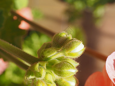 花芽植物花园花朵植被宏观图片