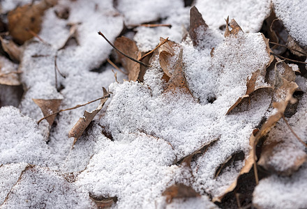 干叶和雪橙子季节白色薄片叶子棕色植物图片