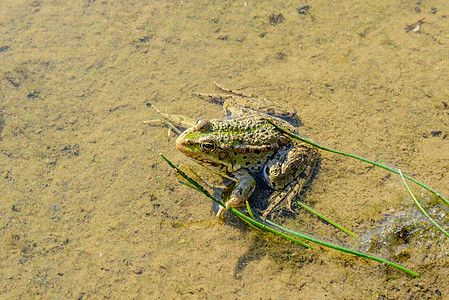 青蛙坐在水中眼睛动物宏观草本植物绿色池塘野生动物生物学两栖黄色图片