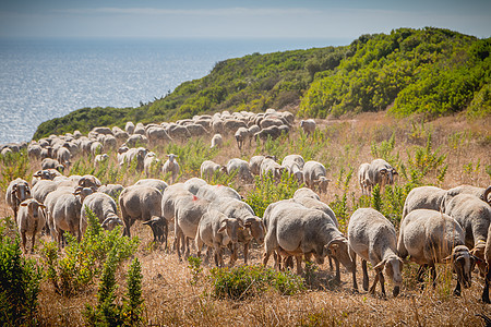 海边草原上的羊群羊毛农业风景插图草地牧羊人哺乳动物家畜天空全景图片