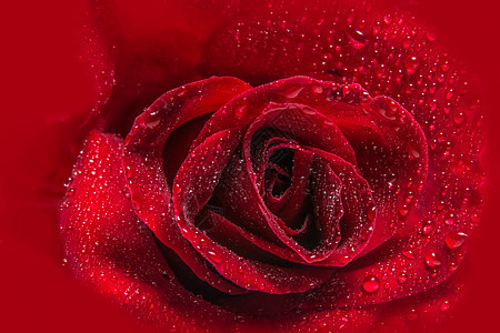 红玫瑰上水滴的宏观背景宏观红色图片