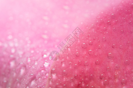 粉红玫瑰花瓣上的背景宏观水滴子飞沫粉色背景图片