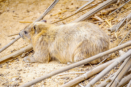 Ein Gedi自然保护区的Rock Hyrax格地荒野沙漠死海蹄兔岩石哺乳动物野生动物图片