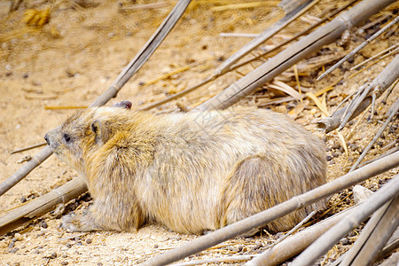 Ein Gedi自然保护区的Rock Hyrax野生动物蹄兔沙漠岩石格地死海哺乳动物荒野图片