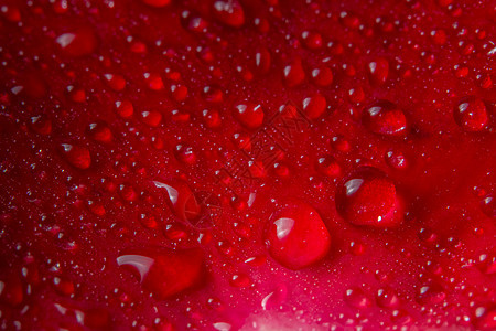 红玫瑰花瓣上水滴的宏观背景红色图片