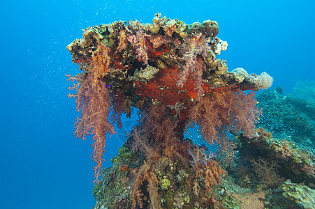 热带珊瑚礁上的软珊瑚巅峰海上生活海葵海洋生物海棠海洋盐水动物野生动物图片