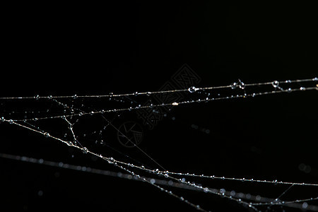 蜘蛛网上的水滴蛛网宏观图片