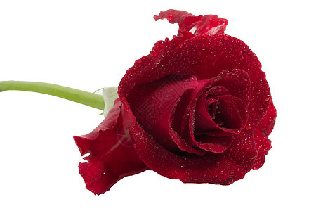 红玫瑰的宏背景宏观红色图片