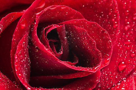 红玫瑰上水滴的宏观背景宏观红色背景图片