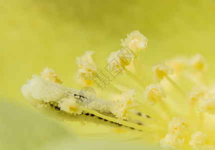 背景黄色花粉背景图片