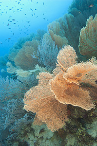 热带珊瑚礁上的高竿风扇珊瑚高粱海洋生活野生动物蓝色海洋生物图片