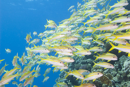 热带珊瑚礁上的山豚浅海海洋鲇鱼学校海水野生动物珊瑚团体海上生活眼睛蓝色图片