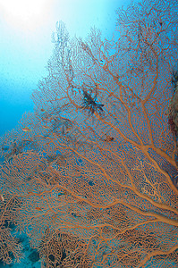 热带珊瑚礁上的高竿风扇珊瑚海洋生活背光阳光海洋生物野生动物高粱蓝色图片