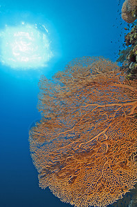 珊瑚礁墙上的高竿风扇珊瑚热带生活海洋阳光海洋生物背光高粱珊瑚礁蓝色图片