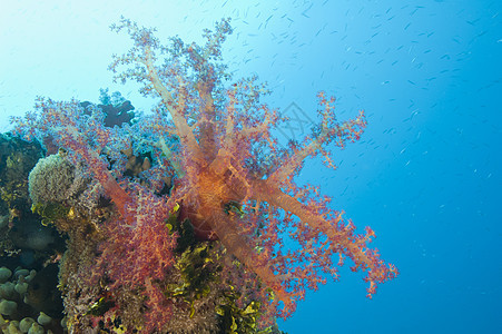 特写珊瑚礁上的软珊瑚海葵野生动物海棠宏观盐水动物海上生活海洋热带海洋生物图片