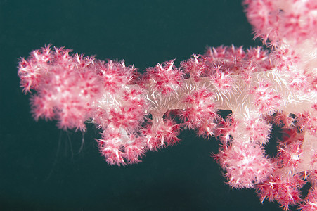 热带软珊瑚的特写动物海洋盐水宏观野生动物海棠海洋生物海葵珊瑚礁海上生活图片