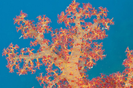 热带软珊瑚的特写野生动物海棠动物海洋生物海上生活珊瑚礁海葵盐水宏观海洋图片
