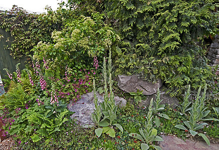 花园角 自然种植背景图片