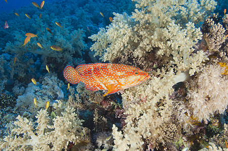 关于珊瑚礁的珊瑚群蓝色旅游鼠属生活海洋栖息地野生动物动物群植物群潜水图片