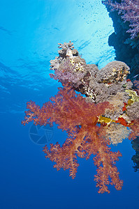 热带珊瑚礁墙上的软珊瑚图片