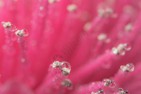 宏观背景 粉红花瓣上的水滴背景图片