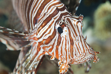 红海狮子鱼的贴近细节动物宏观海洋生物盐水翼龙眼睛海上生活珊瑚礁海洋条纹图片
