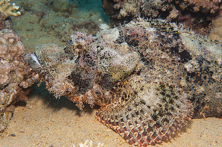 海底的胡子蝎子鱼野生动物捕食者珊瑚海洋生物动物海洋休息珊瑚礁眼睛盐水图片
