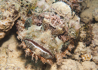 海底的胡子蝎子鱼海洋动物海洋生物岩石野生动物捕食者休息盐水珊瑚礁眼睛图片