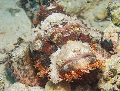 海底的胡子蝎子鱼岩石野生动物休息宏观海洋盐水海底眼睛动物珊瑚礁图片