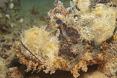 海底的胡子蝎子鱼海洋生物海洋珊瑚礁野生动物休息珊瑚宏观眼睛岩石海底图片