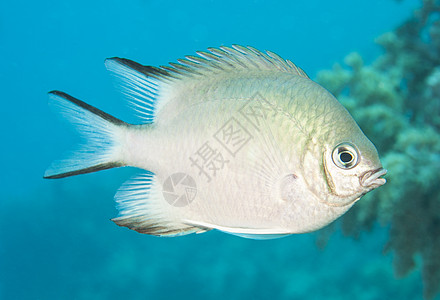 在蓝水中游动海洋珊瑚宏观动物斑纹海洋生物眼睛珊瑚礁野生动物蓝色图片