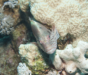 热带珊瑚礁上的雀斑鹰类鱼海底海洋生物盐水野生动物宏观岩石寄生虫海洋眼睛珊瑚图片
