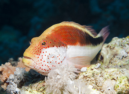 热带珊瑚礁上的雀斑鹰类鱼海底蚯蚓寄生虫野生动物动物岩石宏观盐水海洋生物珊瑚图片