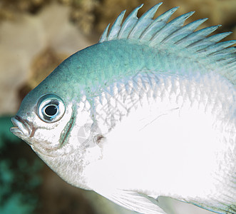 珊瑚礁上的荒漠无私热带动物海洋生物眼睛宏观野生动物动物群脊柱斑纹盐水图片