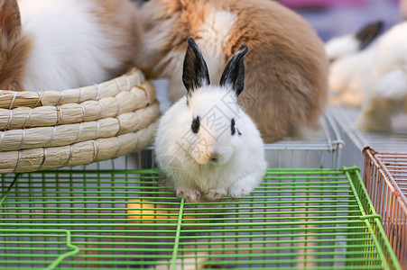 蓝色背景白兔耳朵农场兔子宠物动物棕色哺乳动物毛皮白色野兔图片