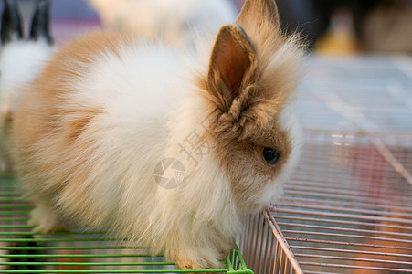 蓝色背景白兔农场野兔耳朵兔子哺乳动物婴儿动物毛皮白色宠物图片