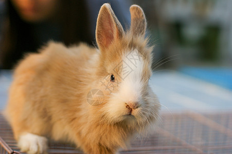蓝色背景白兔毛皮野兔篮子耳朵婴儿白色动物兔子宠物棕色图片