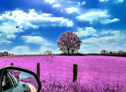 美丽的欧洲北部风貌的粉红红外线照片农业外星人场地蓝色天堂农村植物郁金香公园精神图片