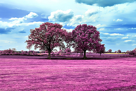 美丽的欧洲北部风貌的粉红红外线照片植物树木天堂农村天空农业外星人风景世界郁金香图片