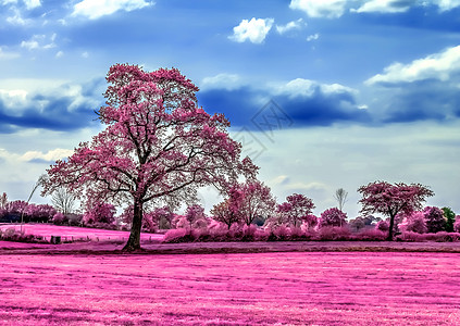 粉蓝色美丽的欧洲北部风貌的粉红红外线照片外星人精神树木农业风景农场植物农村草地公园背景